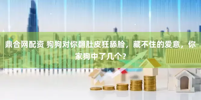 鼎合网配资 狗狗对你翻肚皮狂舔脸，藏不住的爱意，你家狗中了几个？