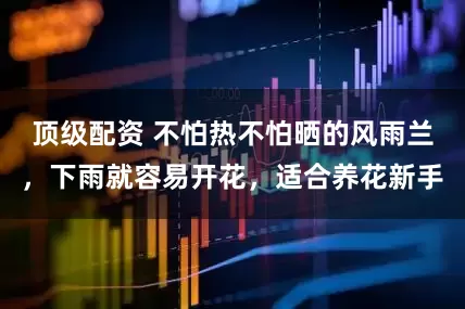 顶级配资 不怕热不怕晒的风雨兰，下雨就容易开花，适合养花新手