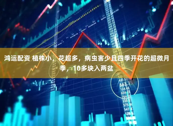 鸿运配资 植株小，花超多，病虫害少且四季开花的超微月季，10多块入两盆